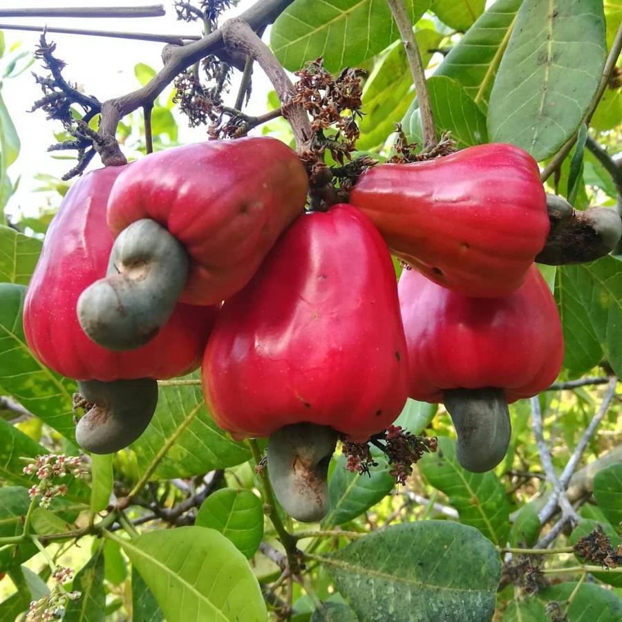 Cashew Nut Bungalow, Ko Mook Bagian luar foto